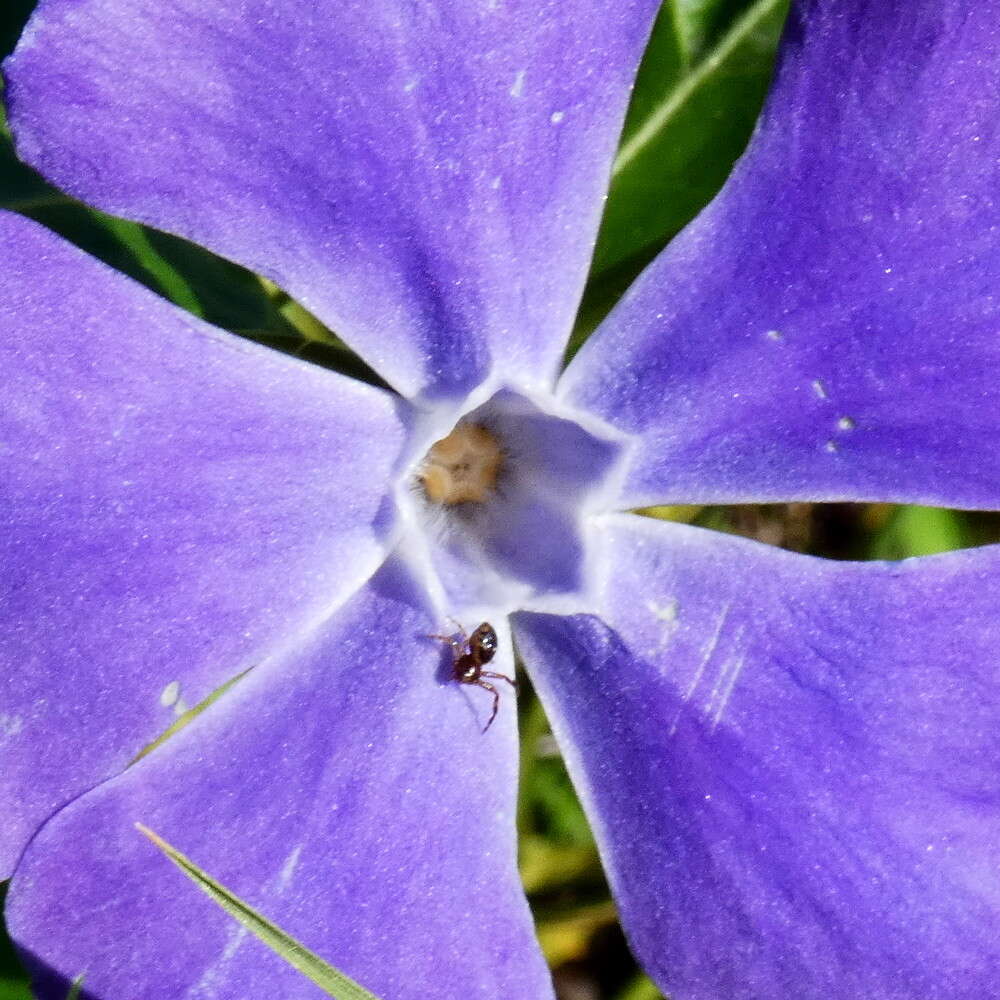 Image of Greater Periwinkle