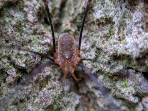 Image of Opilio canestrinii