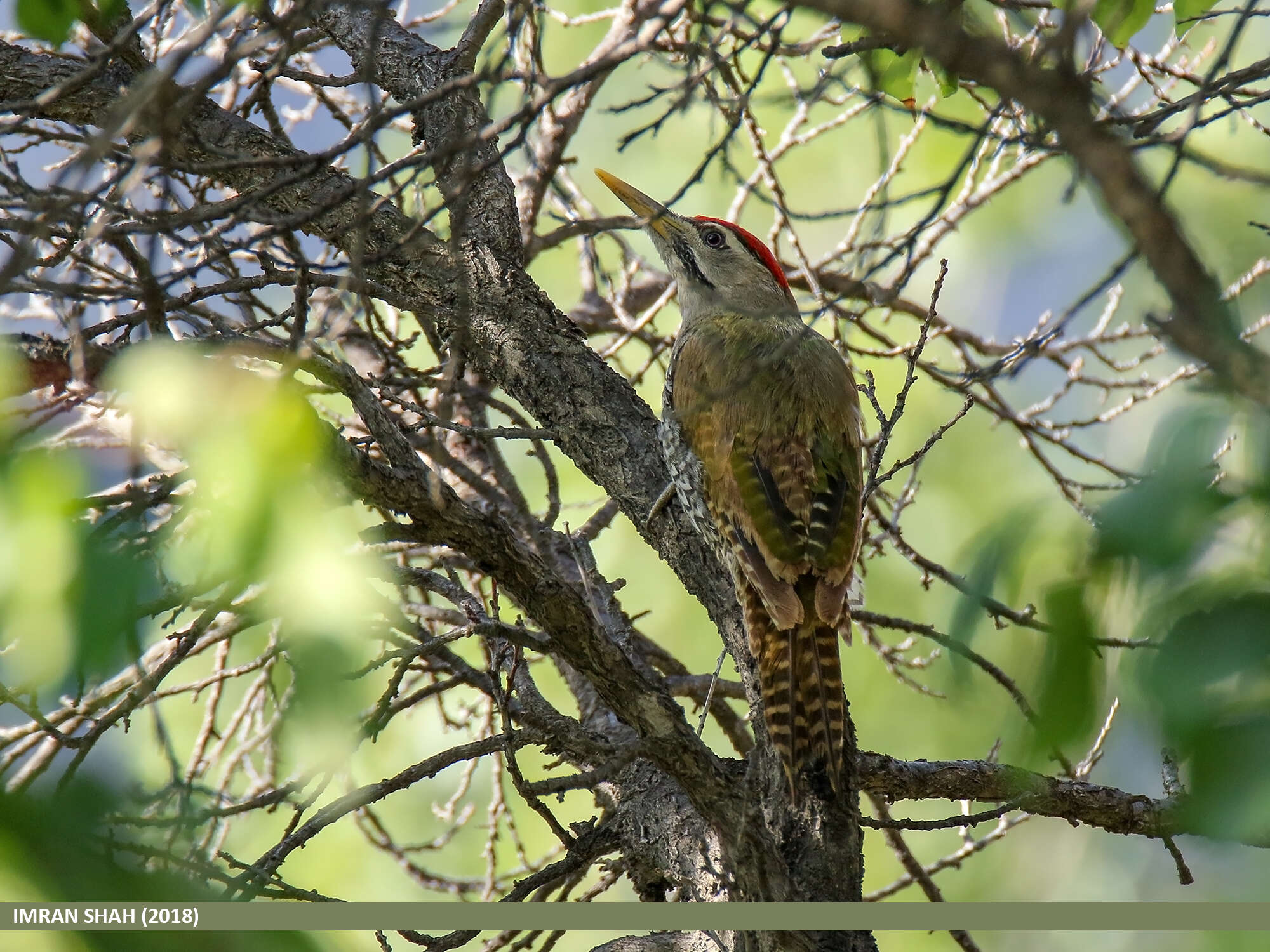 Image of Scaly-bellied Woodpecker