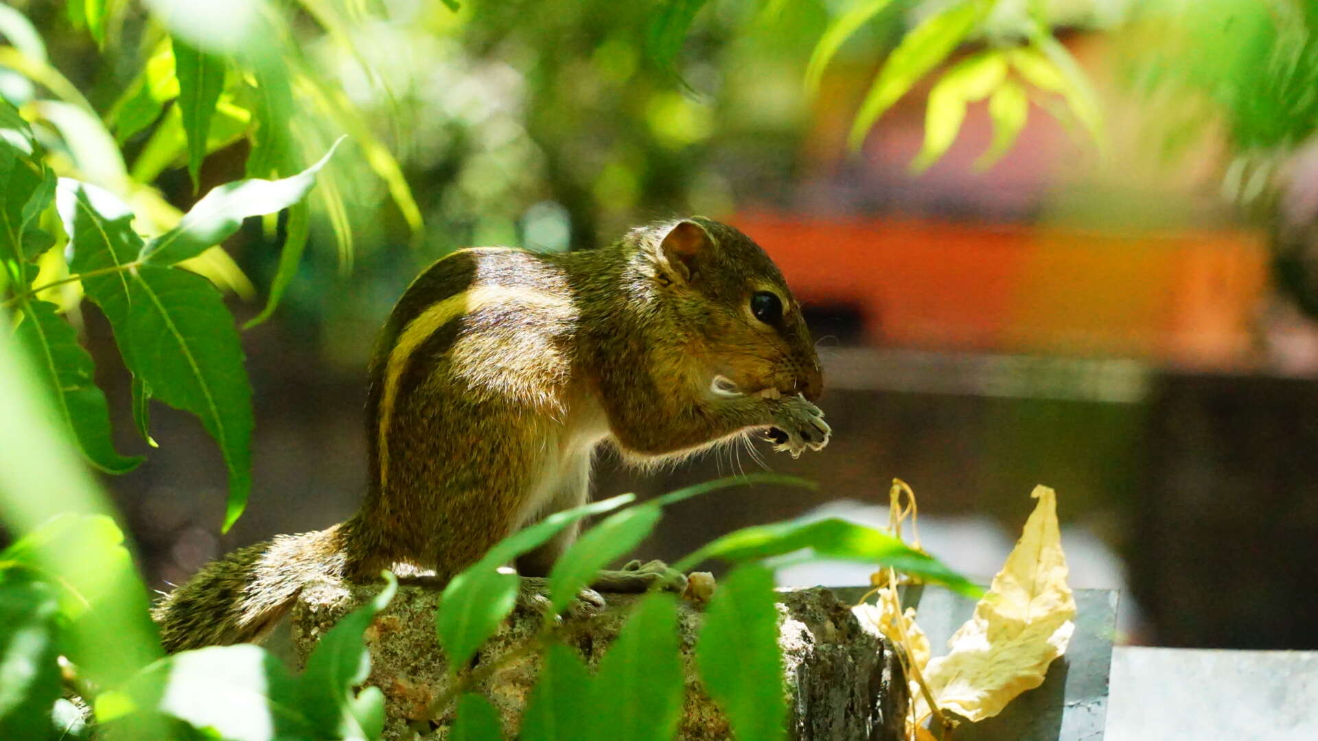 Image of Indian palm squirrel