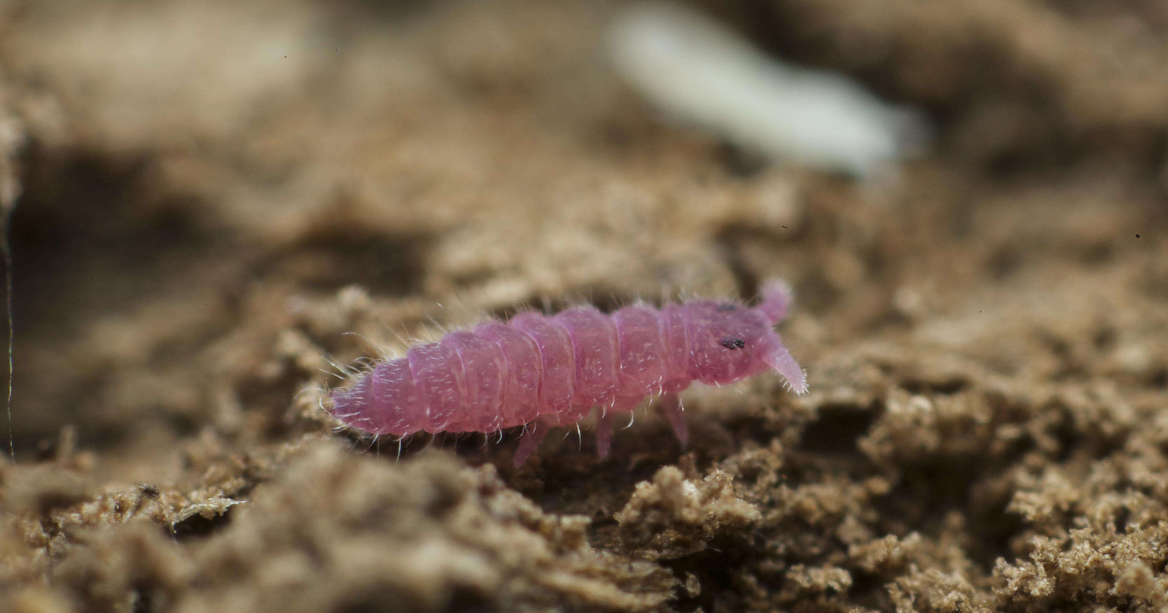 Слика од Triacanthella