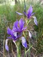 Image of German Iris