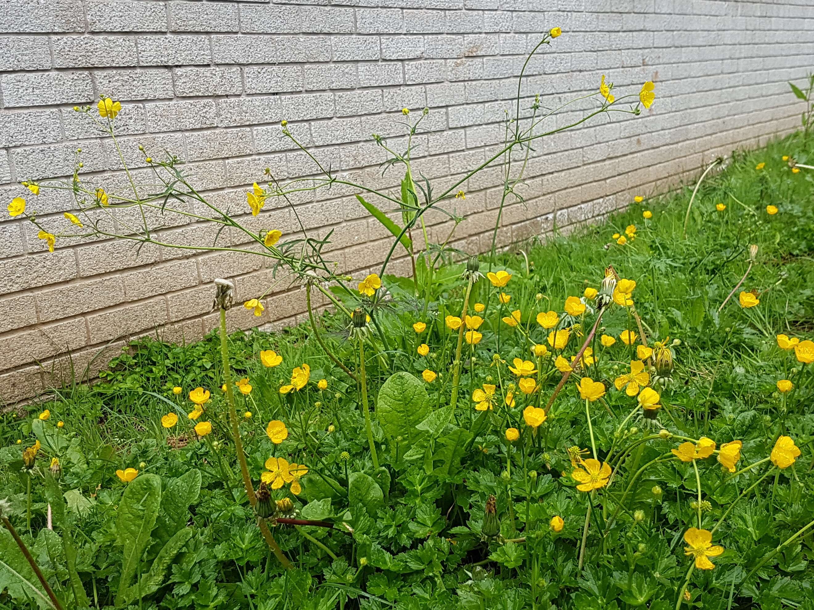 Image of common buttercup