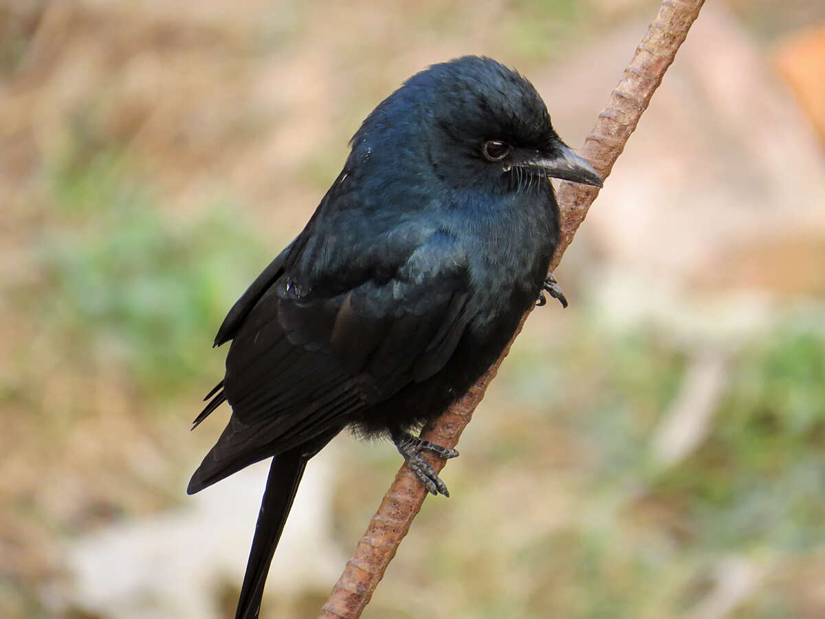 Image of Black Drongo