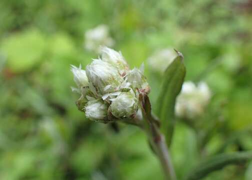 Image of woman's tobacco