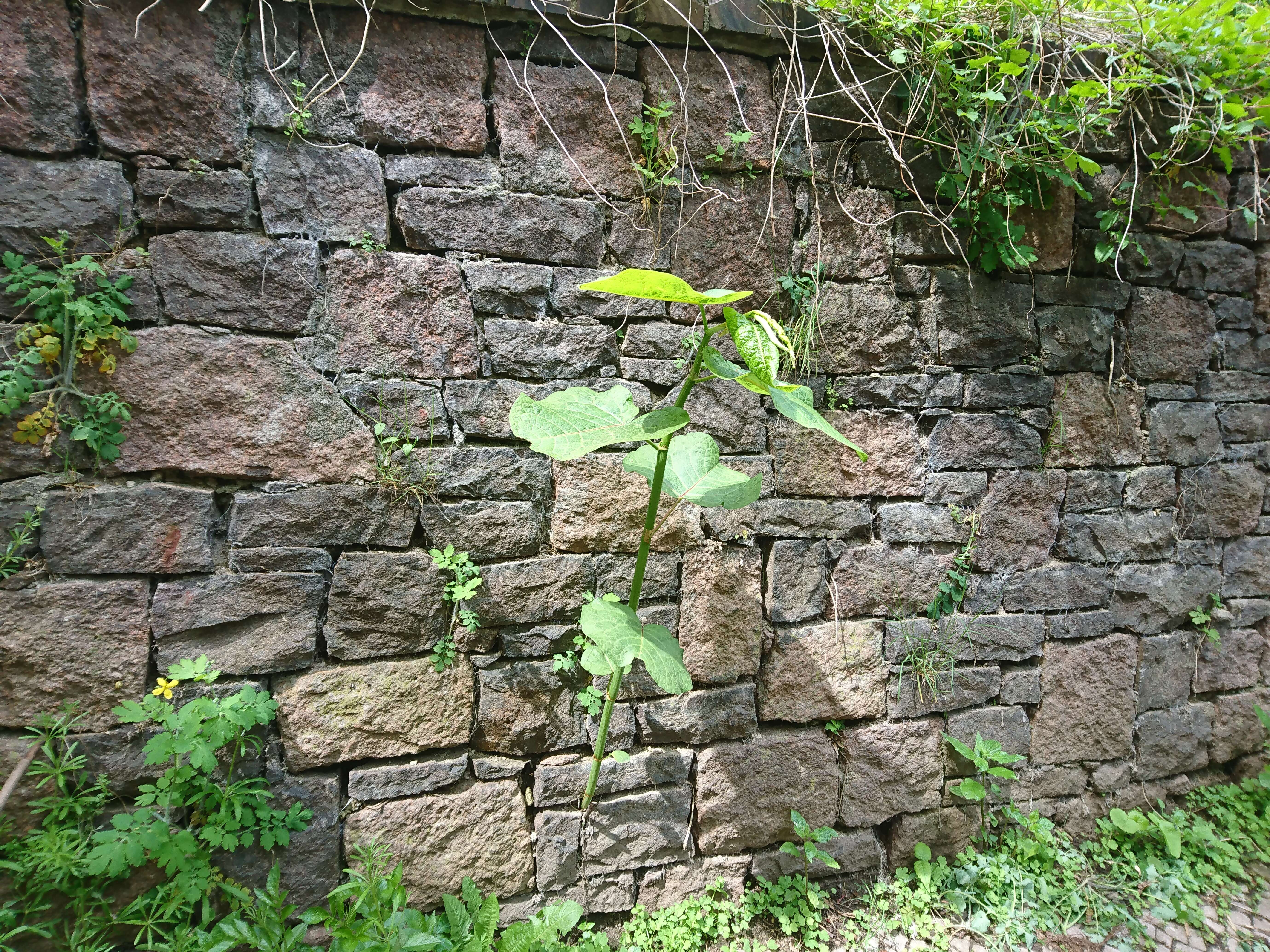 Plancia ëd Reynoutria sachalinensis (Friedrich Schmidt Petrop.) Nakai