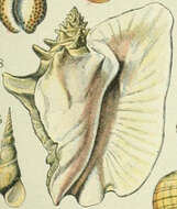 Image of Strombus Linnaeus 1758