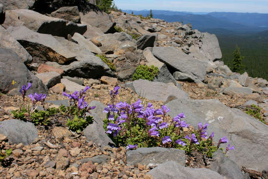 Image of Davidson's penstemon