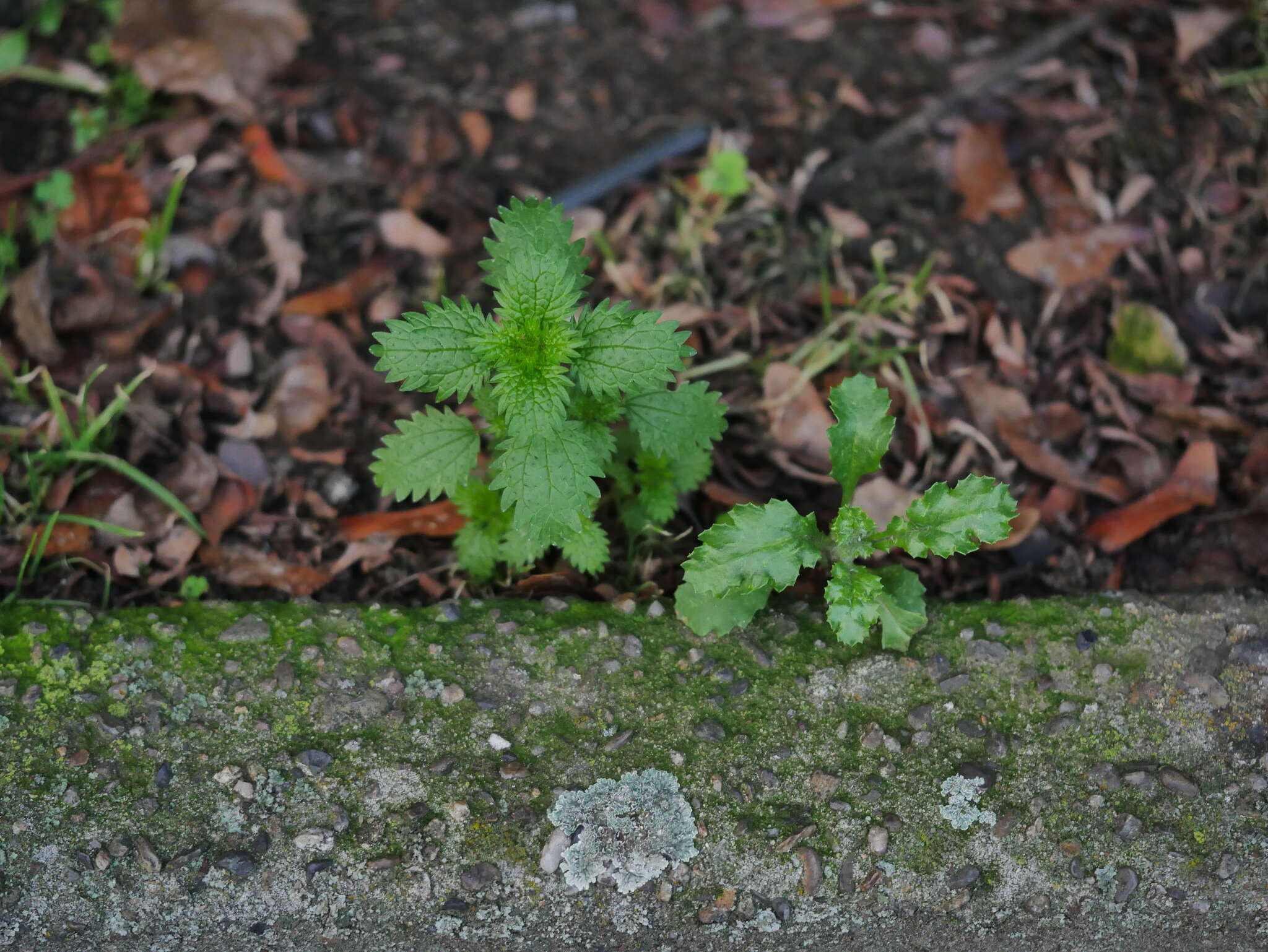 Image de petite ortie, ortie brûlante