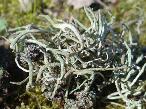 Image of cup lichen