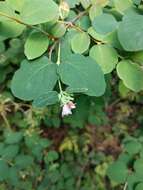 Image of common snowberry