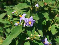 Image de Solanum campylacanthum Hochst. ex A. Rich.