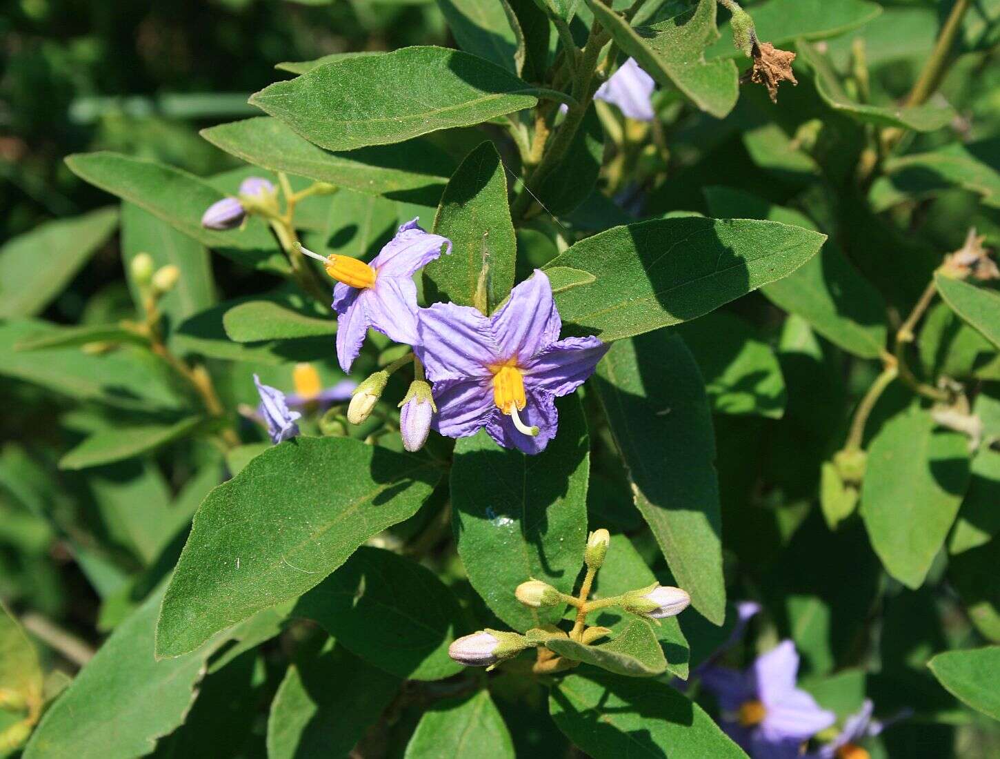 Image de Solanum campylacanthum Hochst. ex A. Rich.