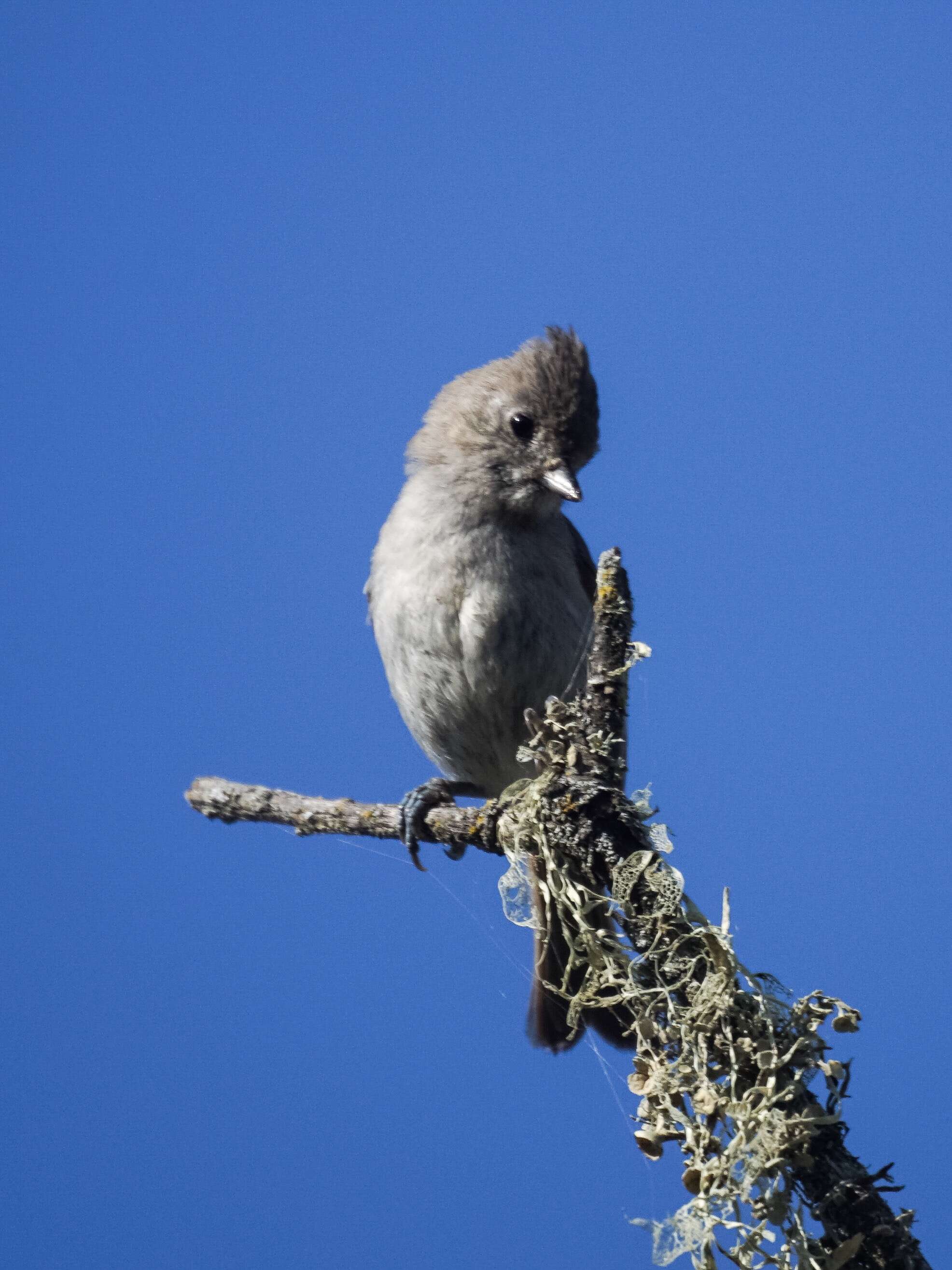 Image of Oak Titmouse