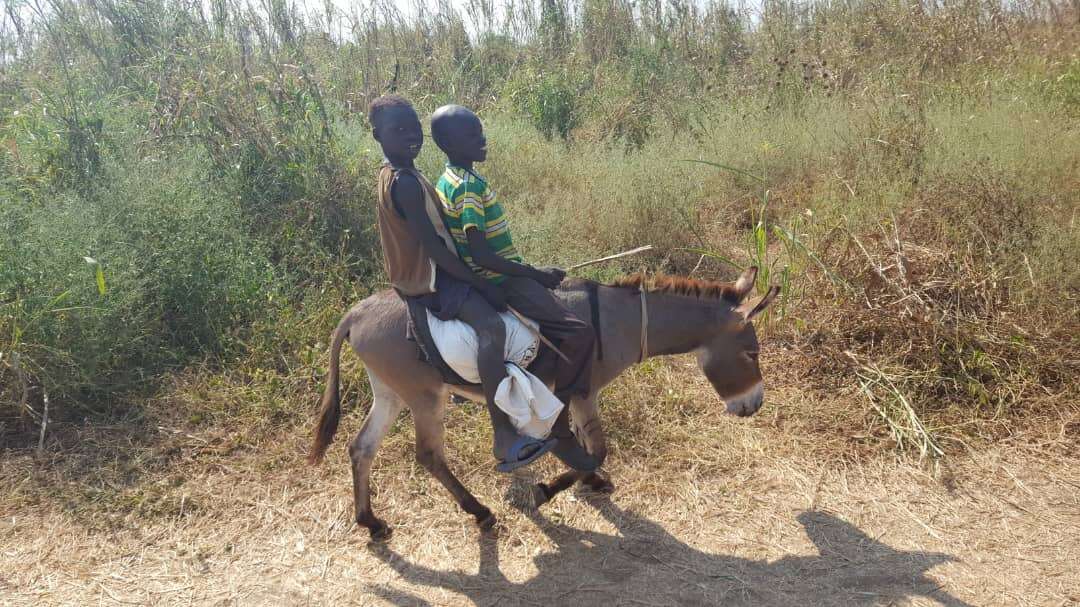 Image of Ass -- Feral donkey