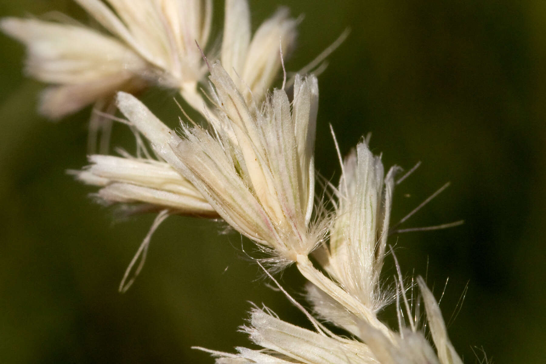 Слика од Hilaria jamesii (Torr.) Benth.