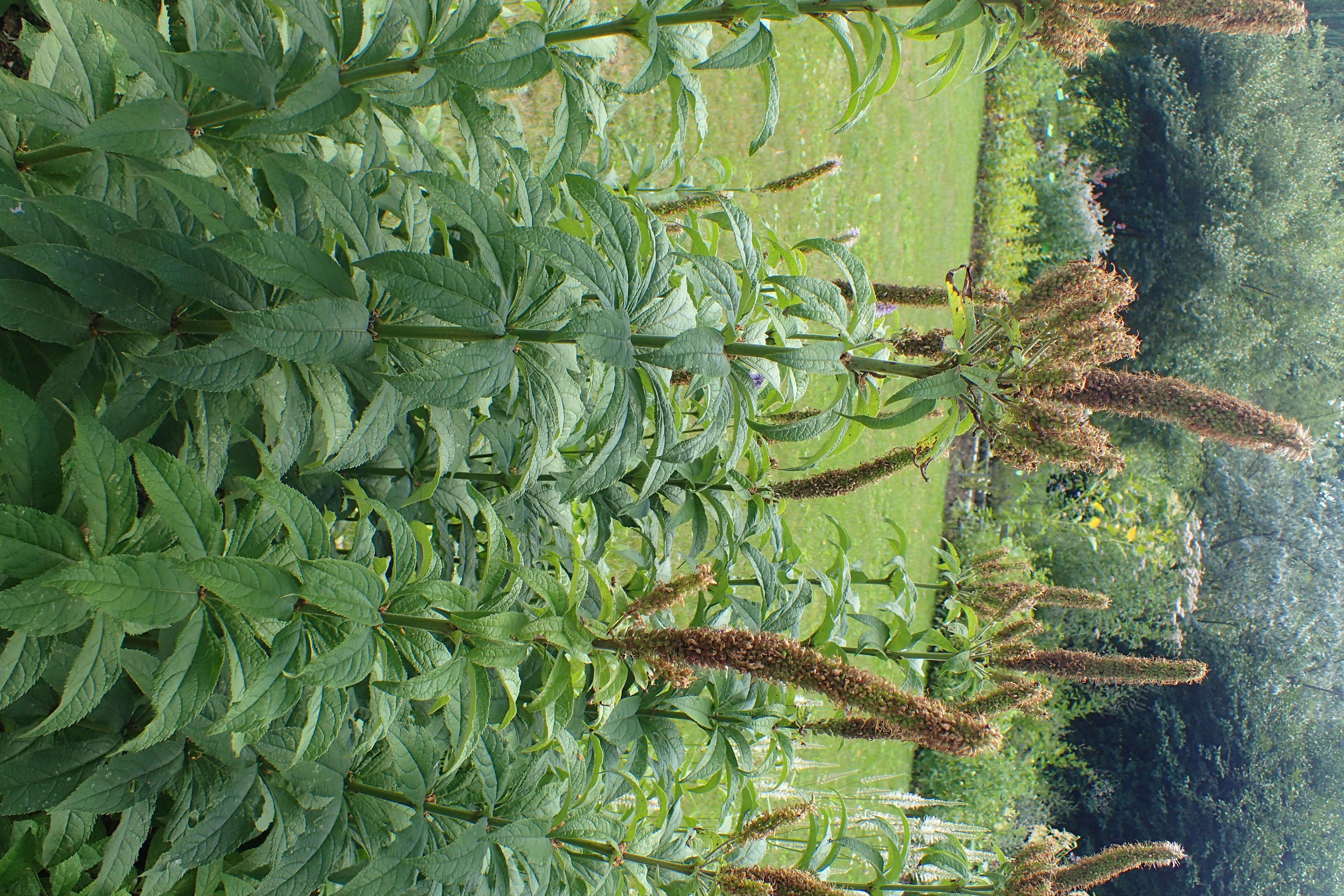 Image of Veronicastrum sibiricum (L.) Pennell