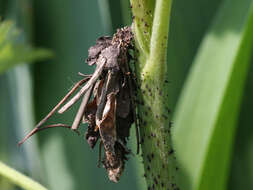 Canephora hirsuta resmi