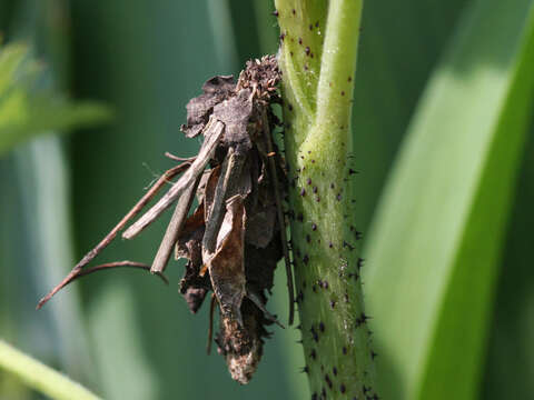 Image de Canephora hirsuta