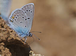 Sivun Cyaniris bellis kuva