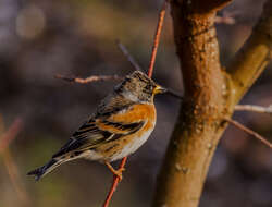 Image of Brambling