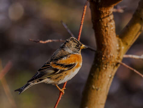 Image of Brambling