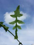 Image of Lactuca muralis