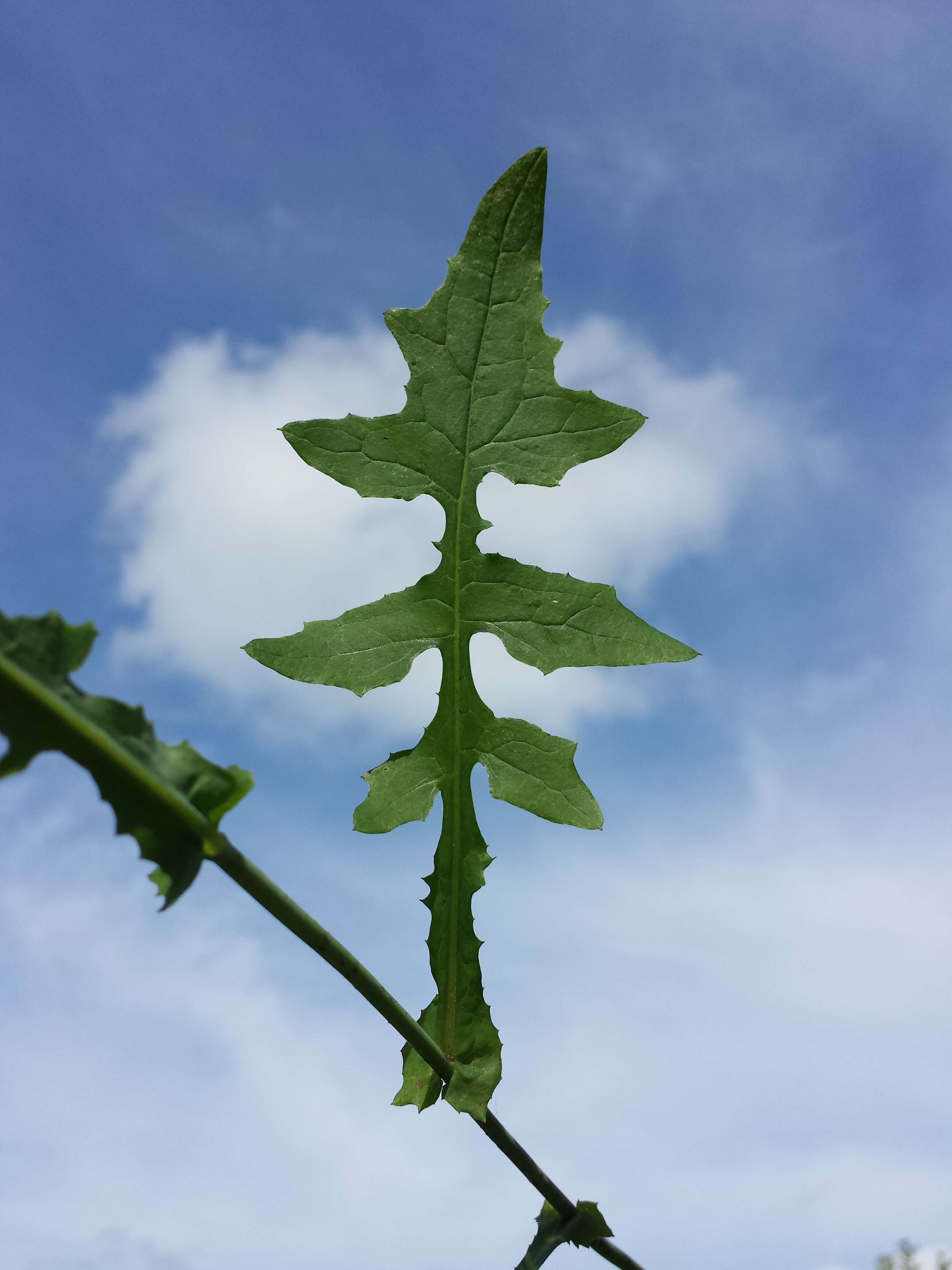 Image of Lactuca muralis