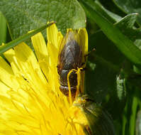 Image of Pollenia amentaria