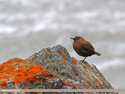 Image of Brown Dipper