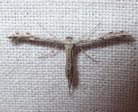 Image of Ragweed Plume Moth