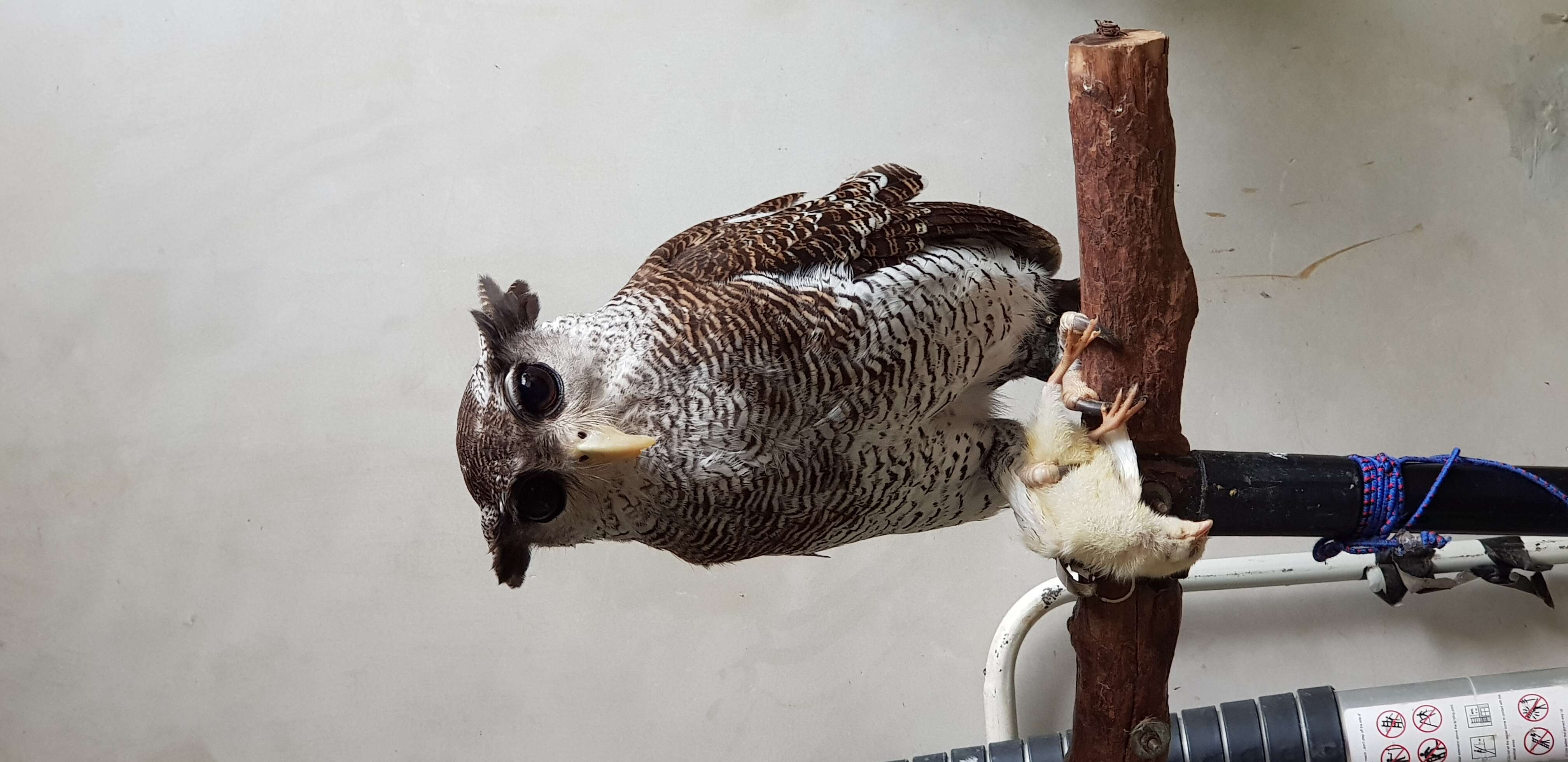 Image of Barred Eagle-Owl