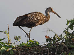 Image of limpkins