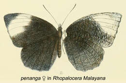 Image of Elymnias penanga Westwood (1851)