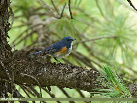 Image of Orange-flanked Bush-Robin