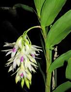 Imagem de Dendrobium amethystoglossum Rchb. fil.