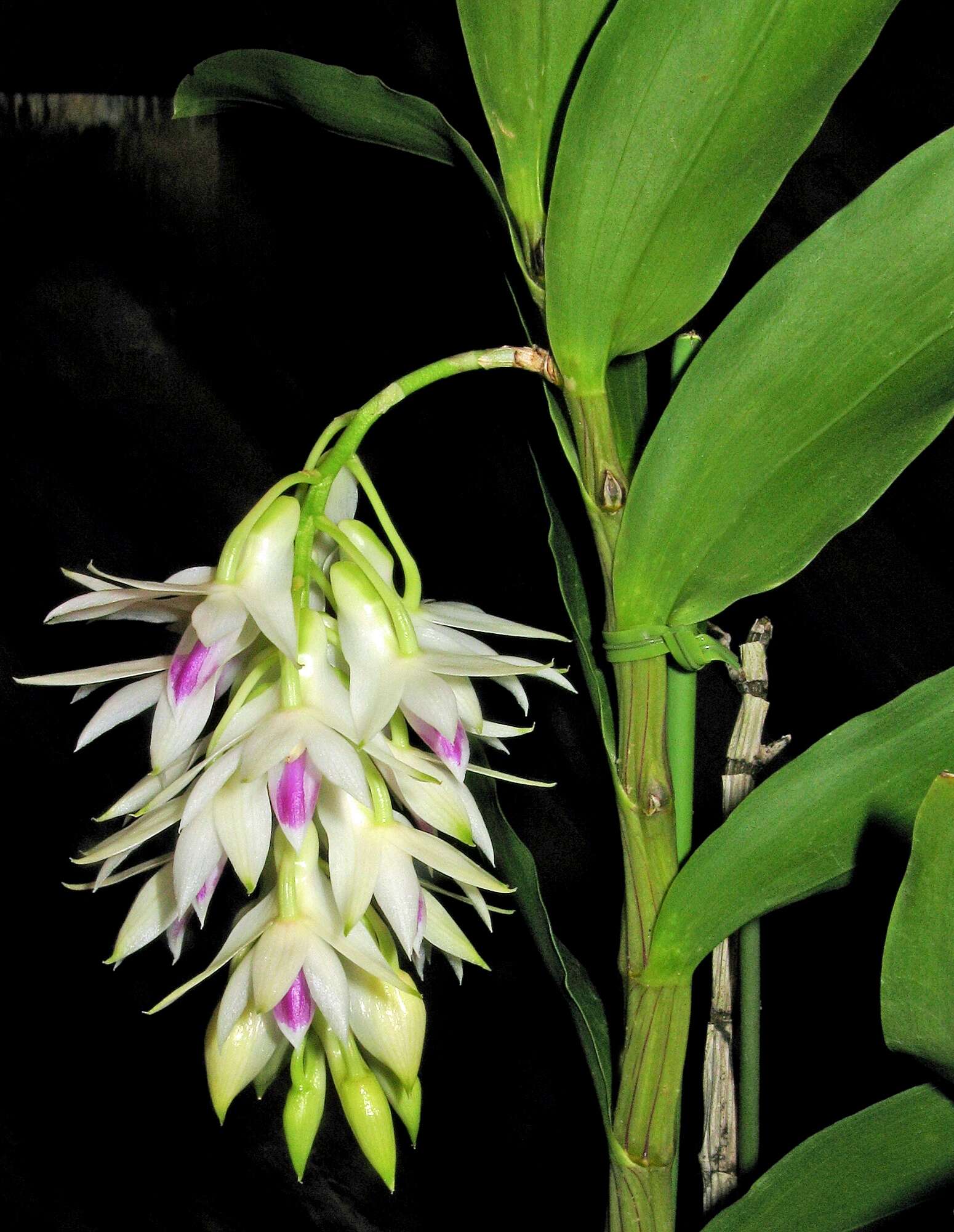 Imagem de Dendrobium amethystoglossum Rchb. fil.