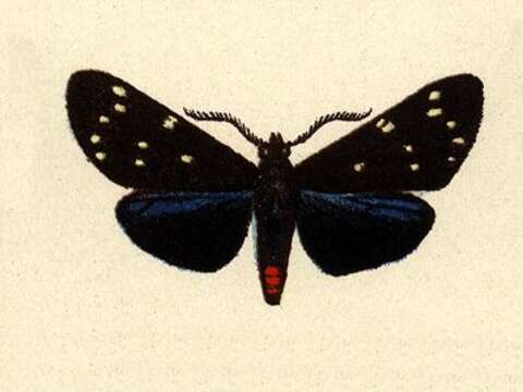 Image of Ctenuchidia Grote 1865