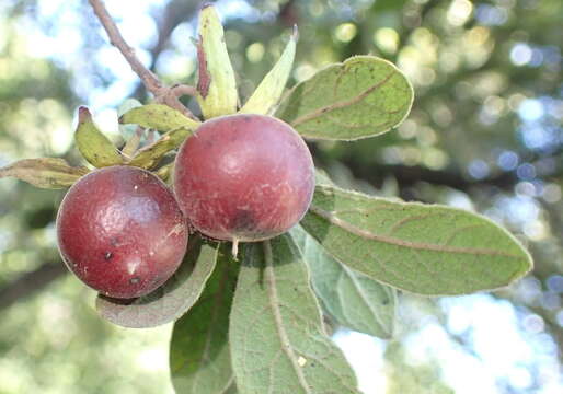 Sivun Diospyros lycioides Desf. kuva