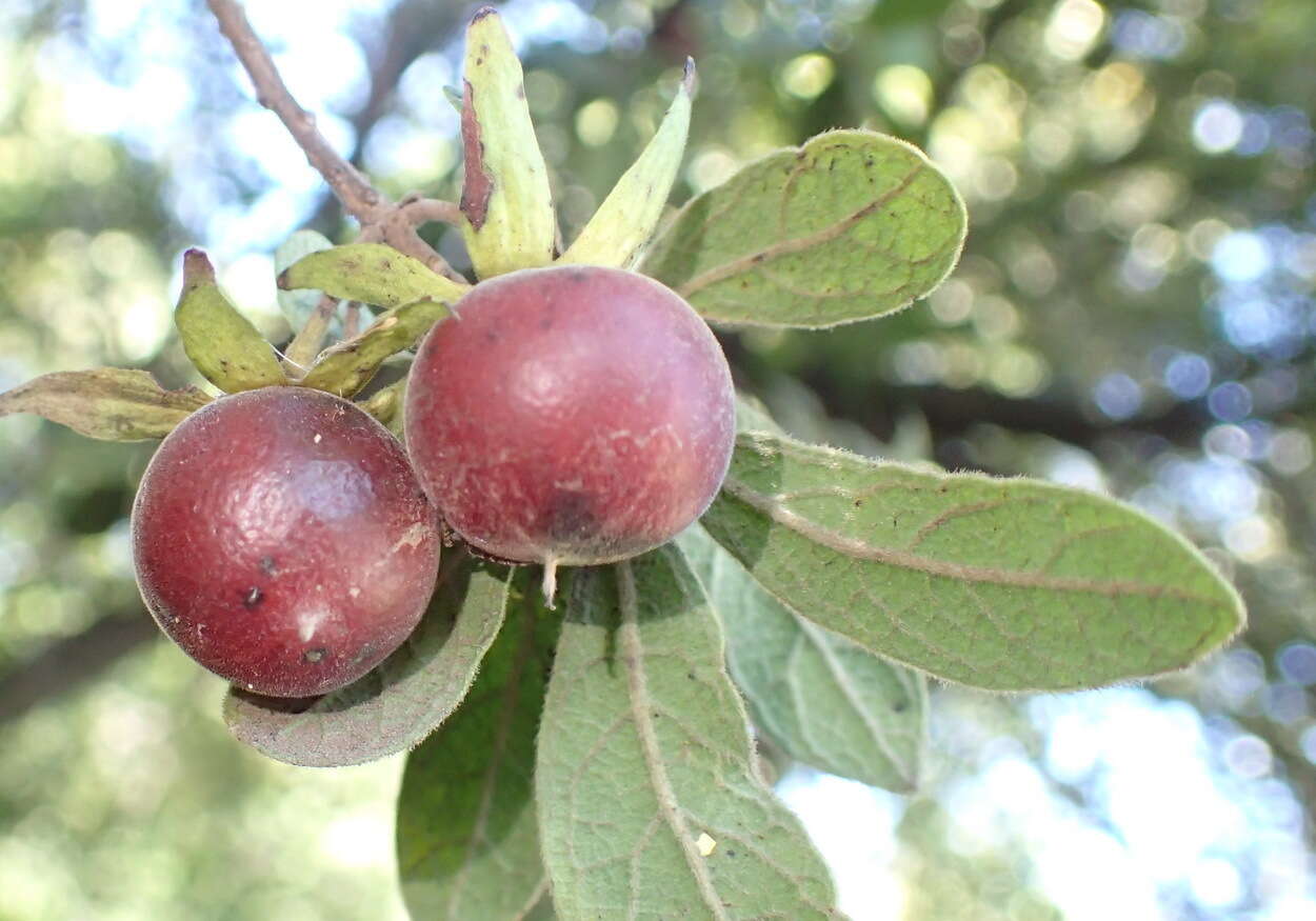 Diospyros lycioides Desf.的圖片