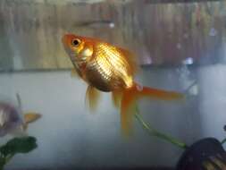 Image of Goldfish