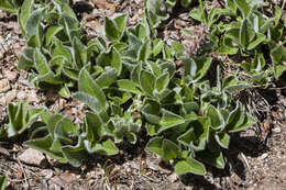 Salix petrophila Rydb. resmi