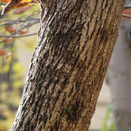 Image of Norway Maple