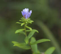 Image of aromatic aster