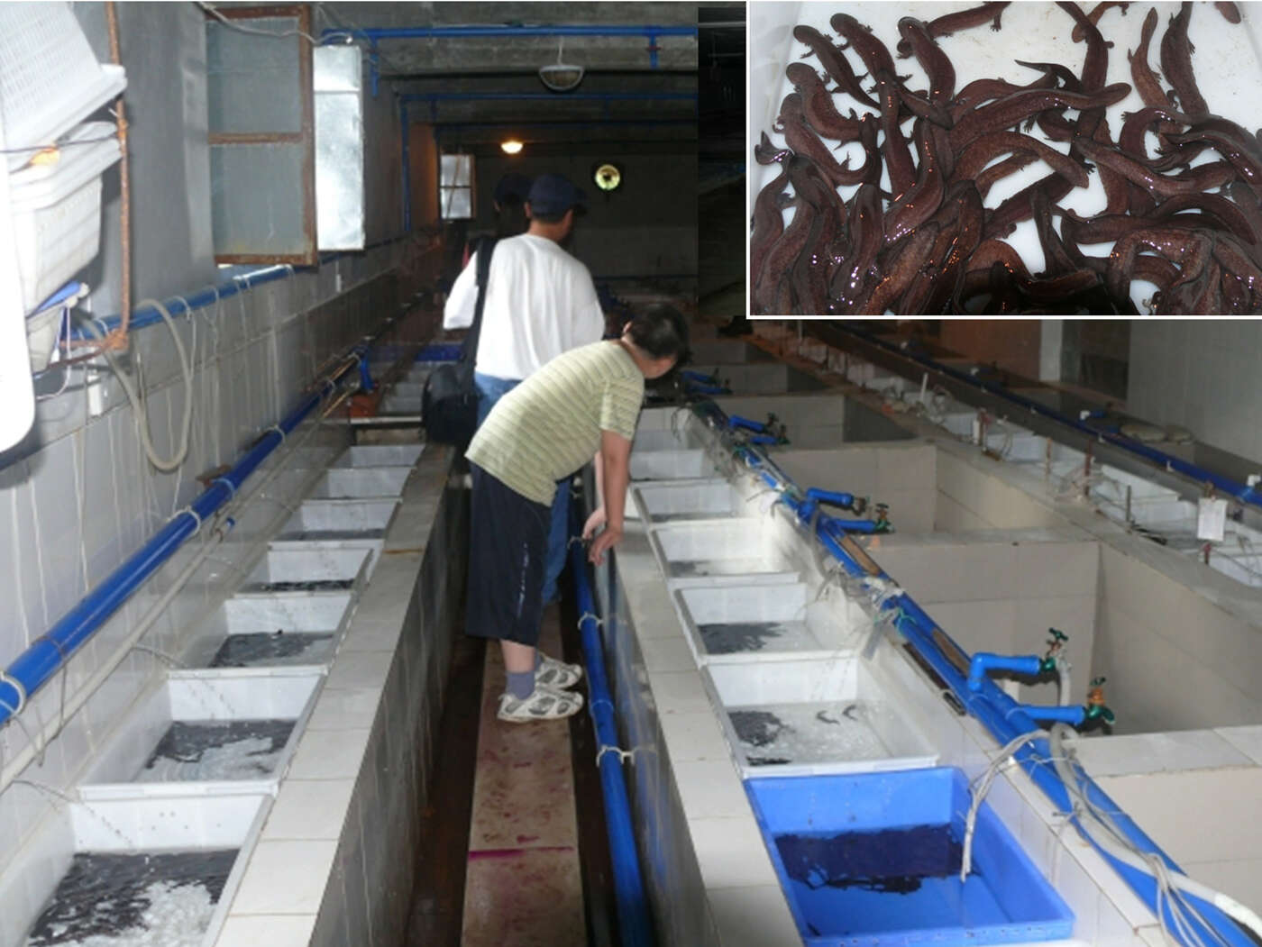 Image of Chinese giant salamander