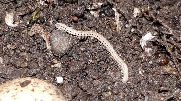 Image of Spotted snake millipede