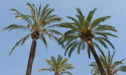 Image of date palm