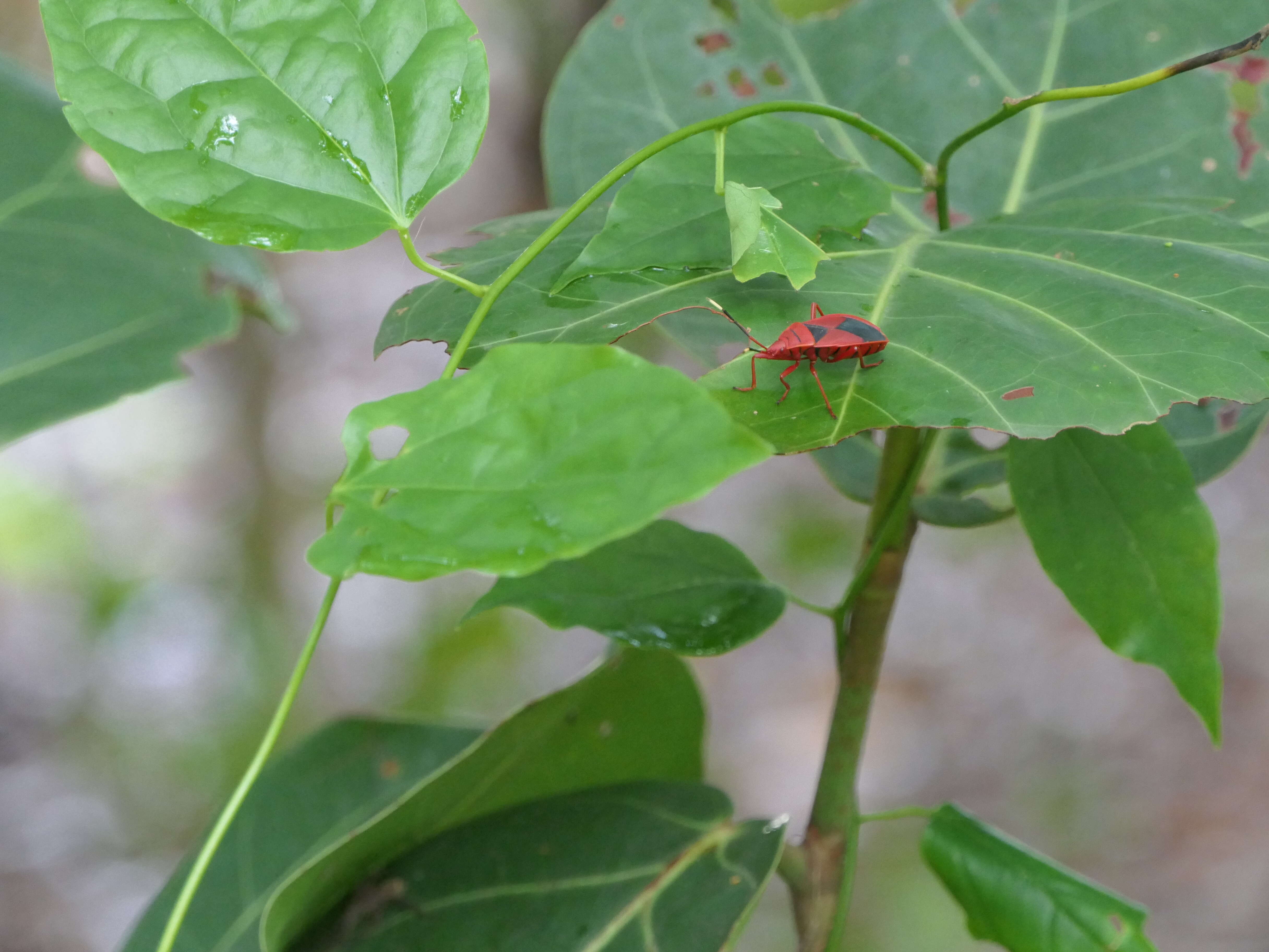 Image de <i>Probergrothius sanguinolens</i>