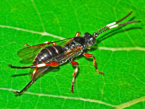 Image of Cratichneumon culex (Muller 1776)