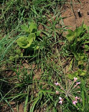 Imagem de Pelargonium luridum (Andr.) Sweet